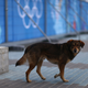 Illustration for article titled The Dogs Of Sochi